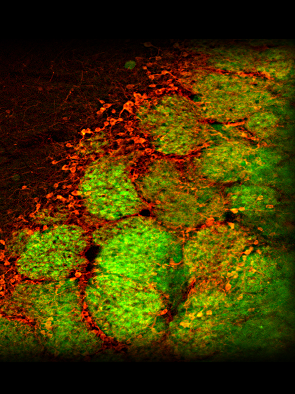 Sensory neuroscience research image